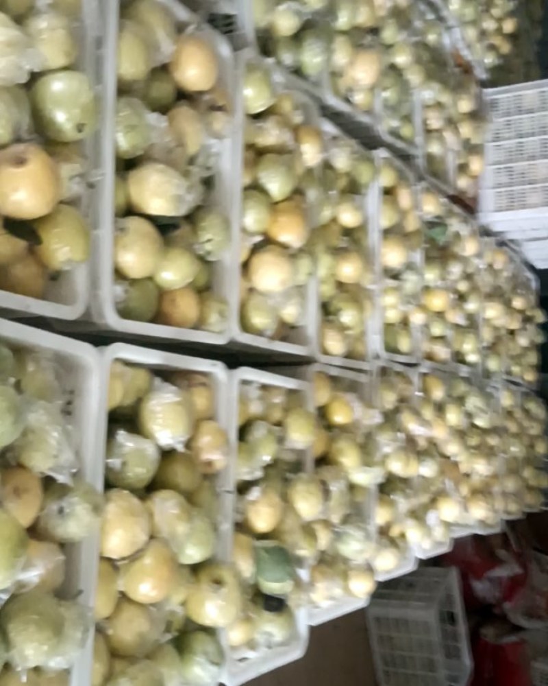 河北泊头皇冠梨自己家种植，一万斤左右半斤起步，6