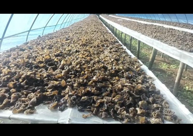 木耳