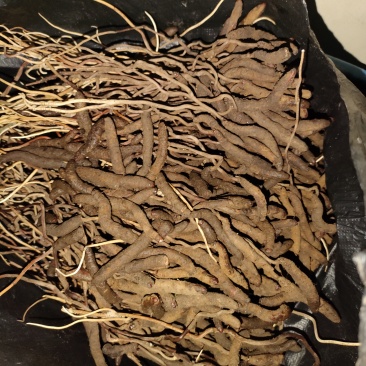 虫草