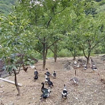 大山溜达鸭蛋