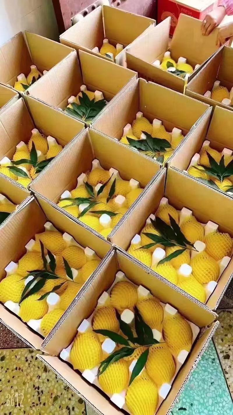 西瑞黄桃3000斤要的联系***********