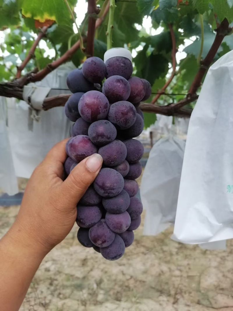 巨峰葡萄