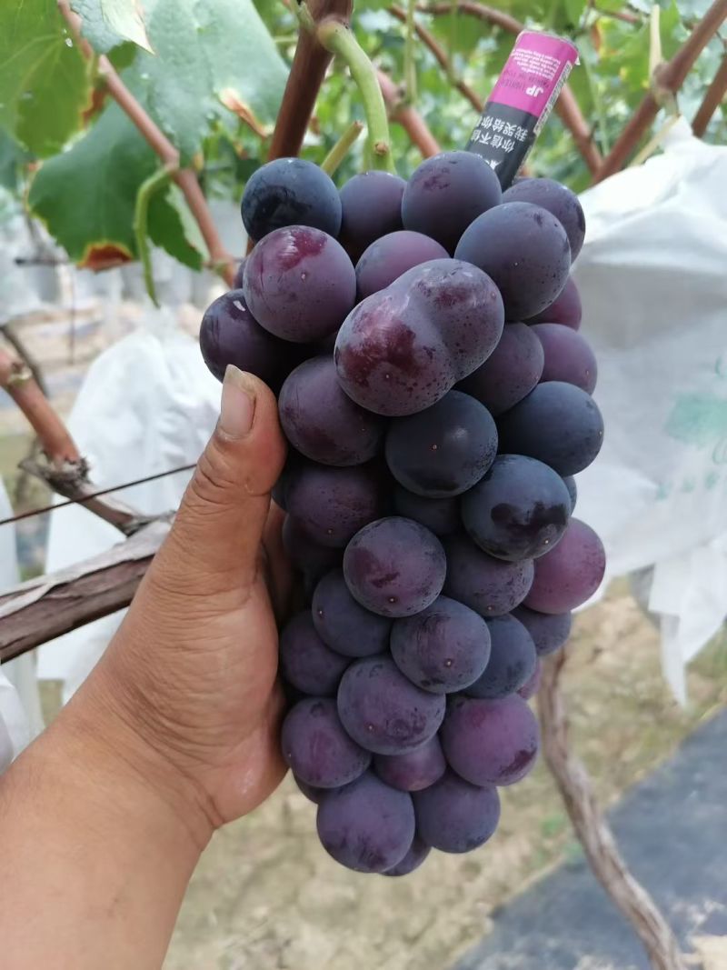 巨峰葡萄