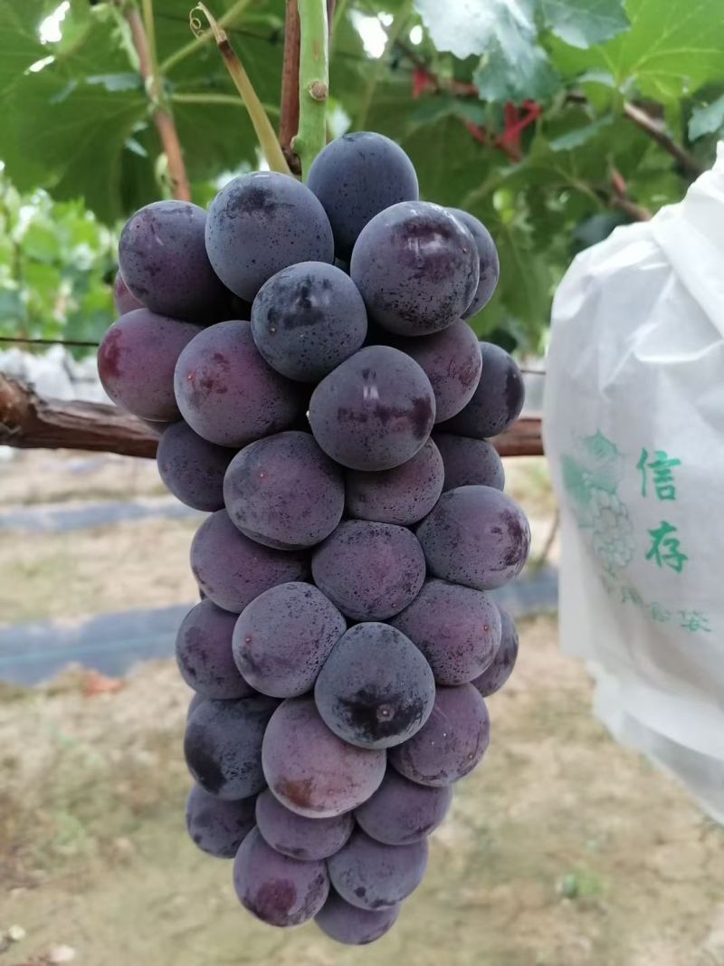 巨峰葡萄