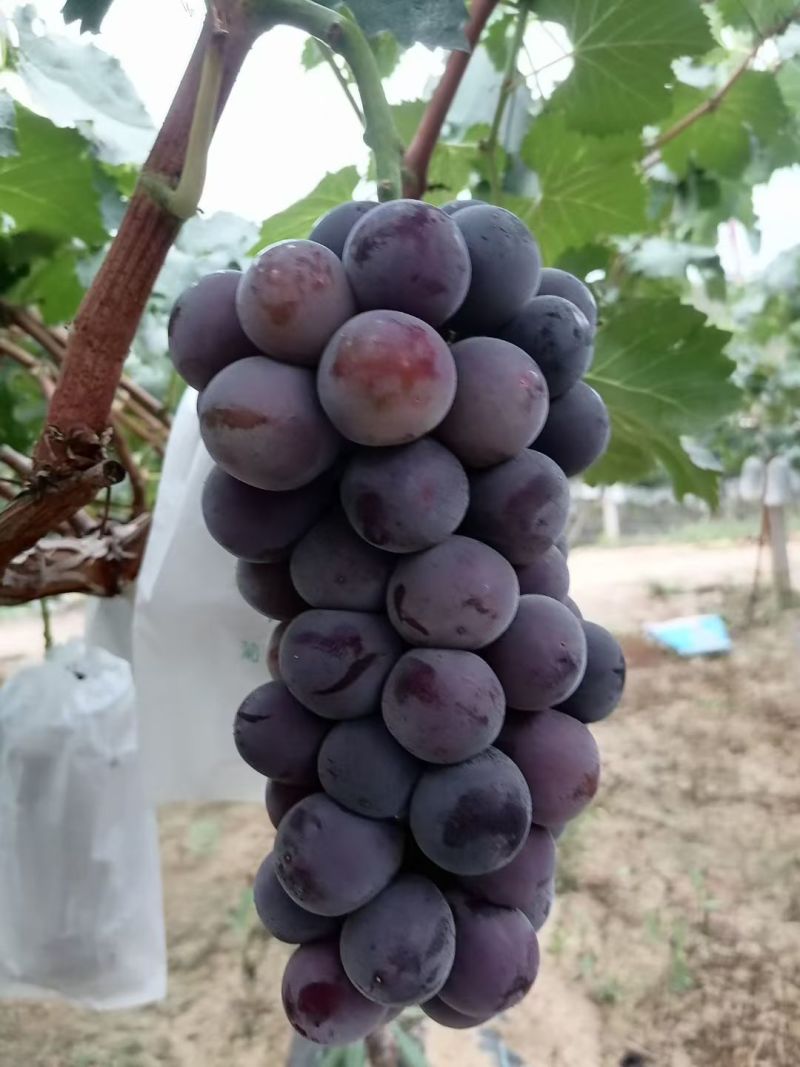 巨峰葡萄