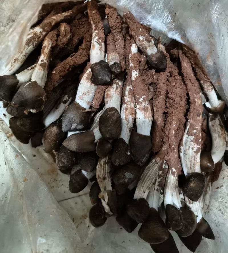 黑头鸡枞菌