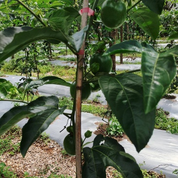 自种百香果***********联系方式可谈
