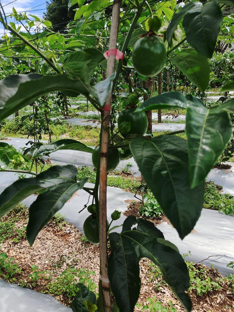 自种百香果***********联系方式可谈
