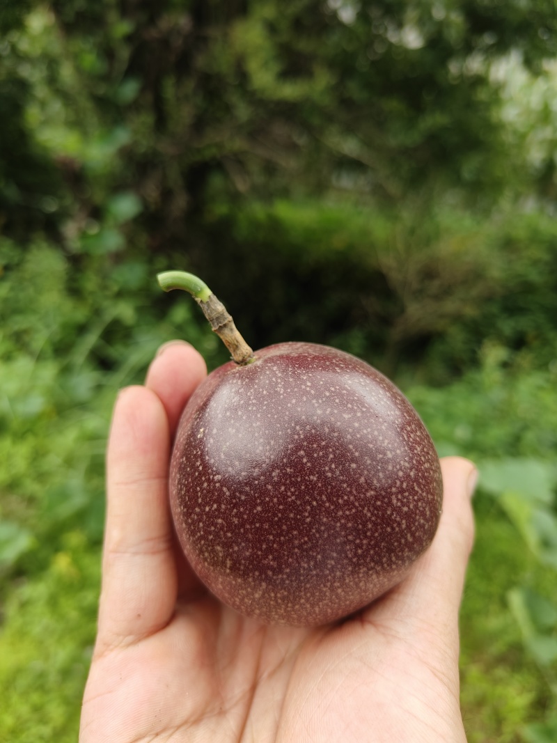 自种百香果***********联系方式可谈