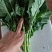青菜苔
