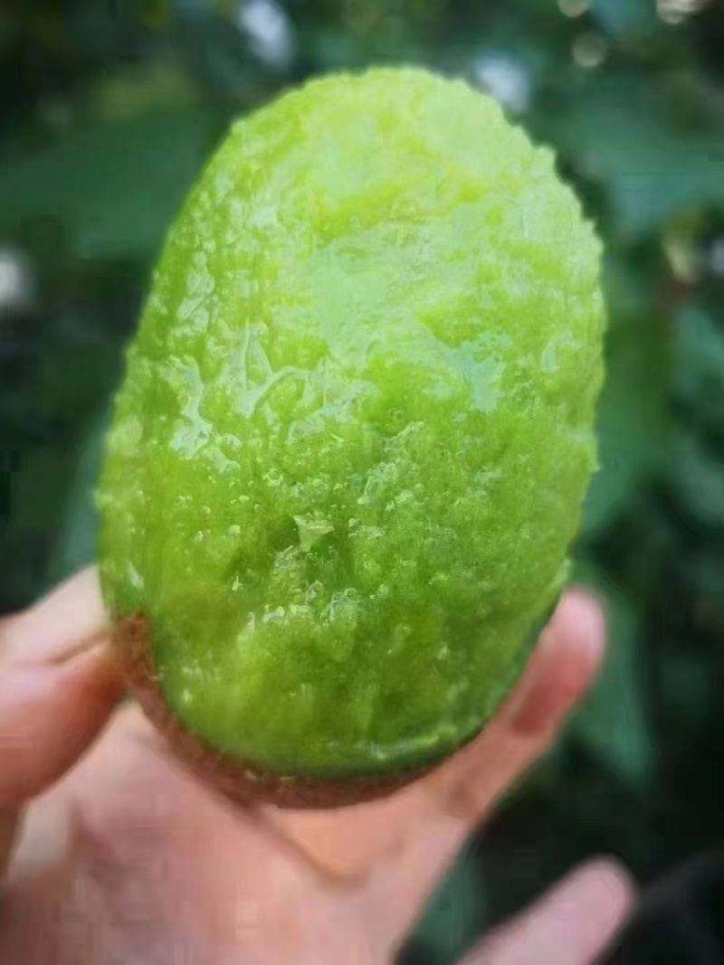 周至翠香猕猴桃