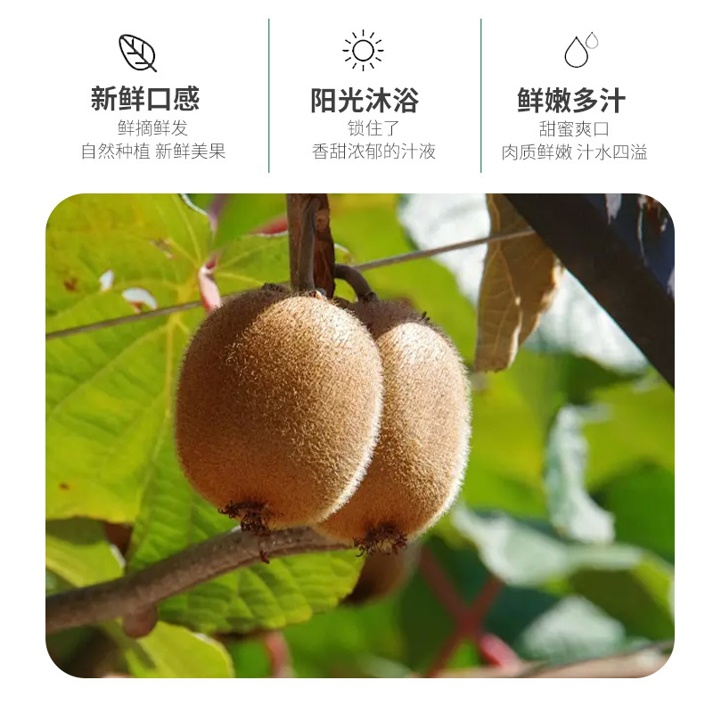 周至翠香猕猴桃