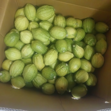 香水柠檬