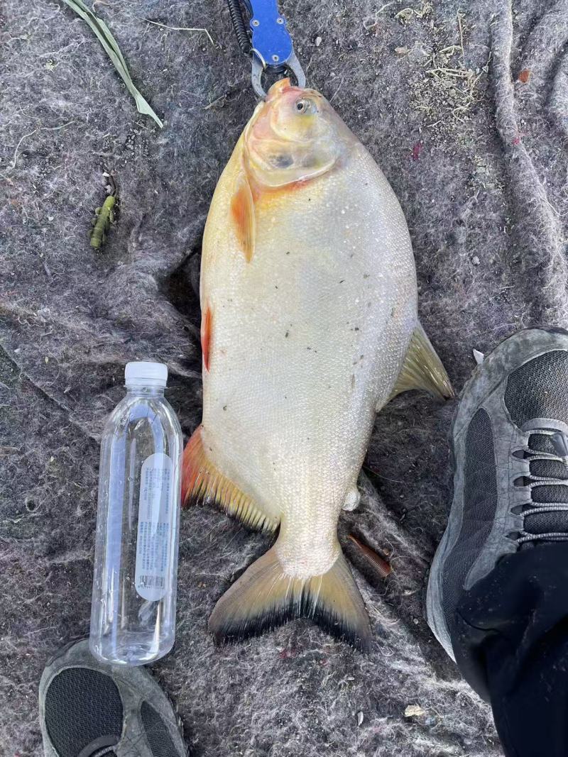 淡水红腹鲳