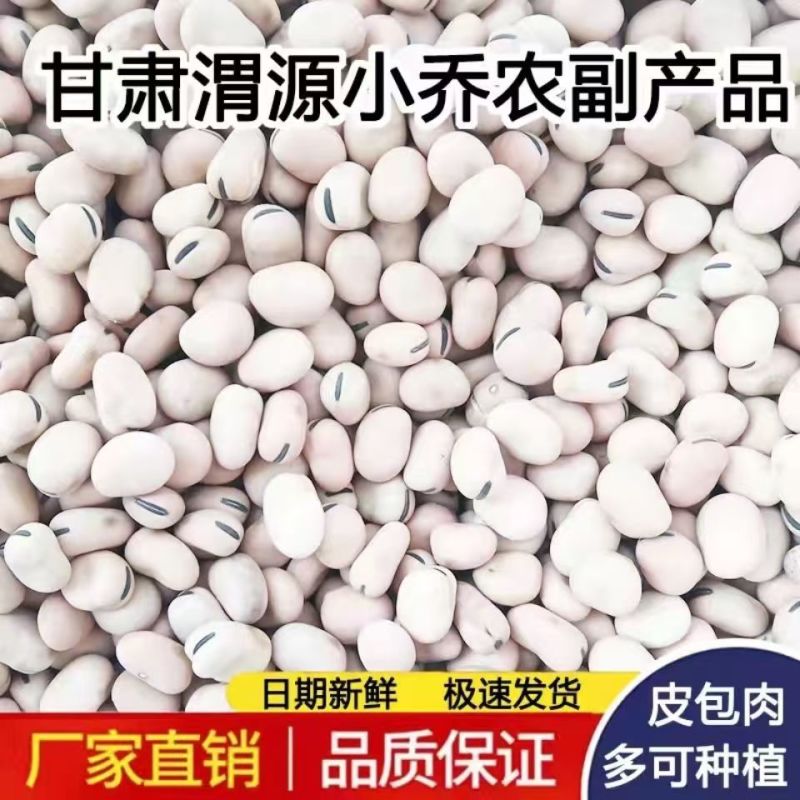 羊眼豆小颗粒蚕豆甘肃定西原产地