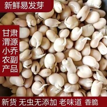 羊眼豆小颗粒蚕豆甘肃定西原产地