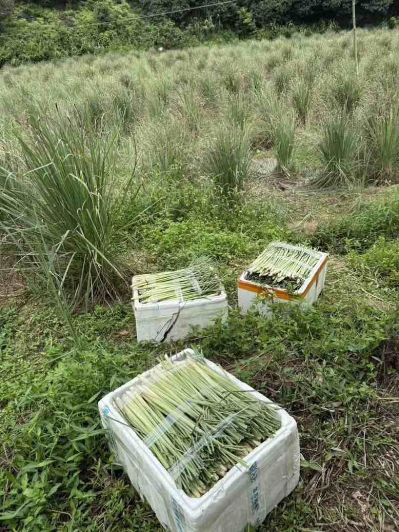 新鲜香茅草，大量现货