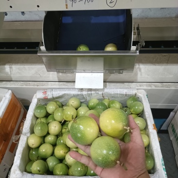 广西产区钦蜜9号百香果