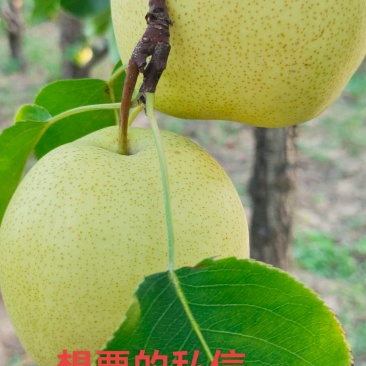 陕西阳洪上陆陌酥梨