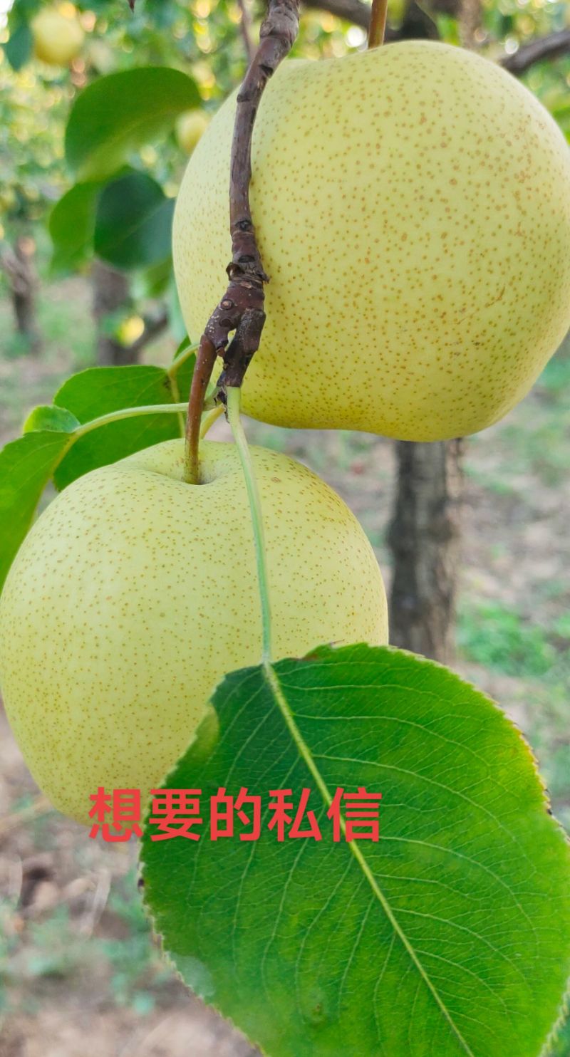 陕西阳洪上陆陌酥梨