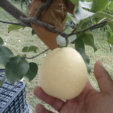 贡梨大量有货产地代收