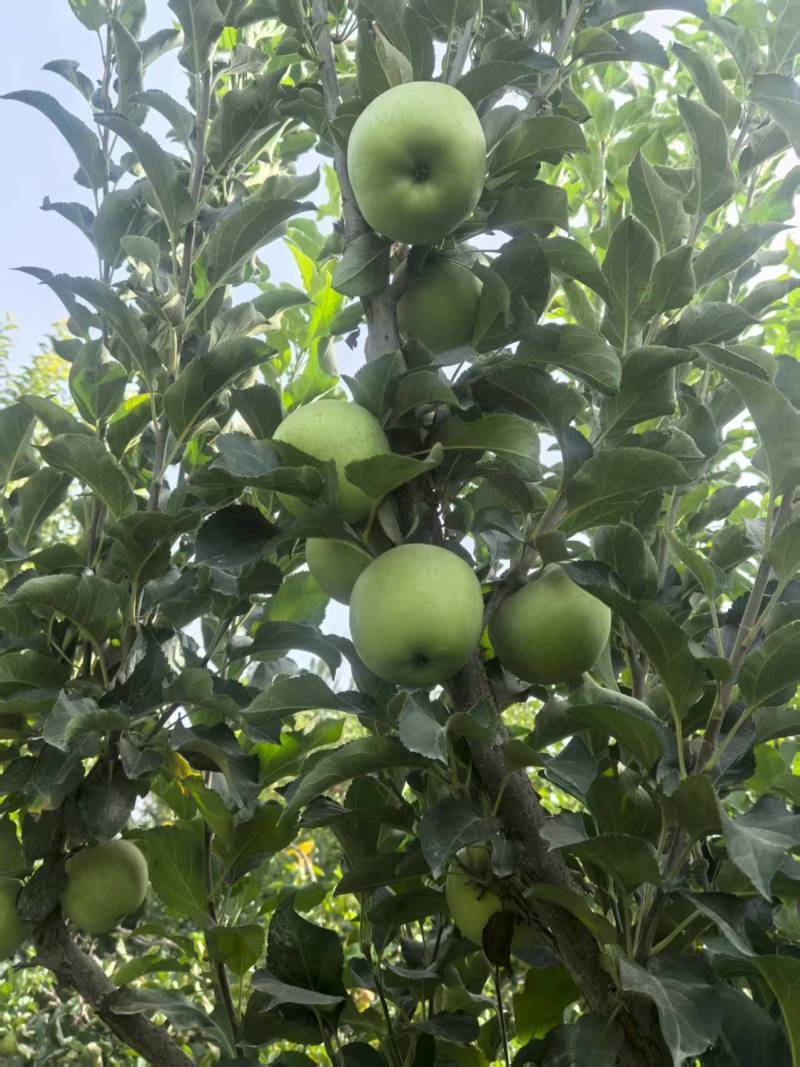 阿克苏樱桃苹果，王林苹果