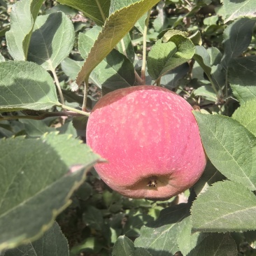 阿克苏樱桃苹果，王林苹果