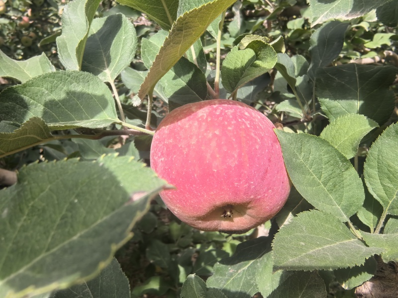 阿克苏樱桃苹果，王林苹果