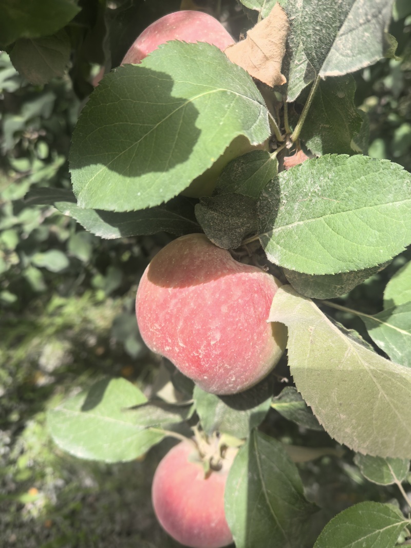 阿克苏樱桃苹果，王林苹果