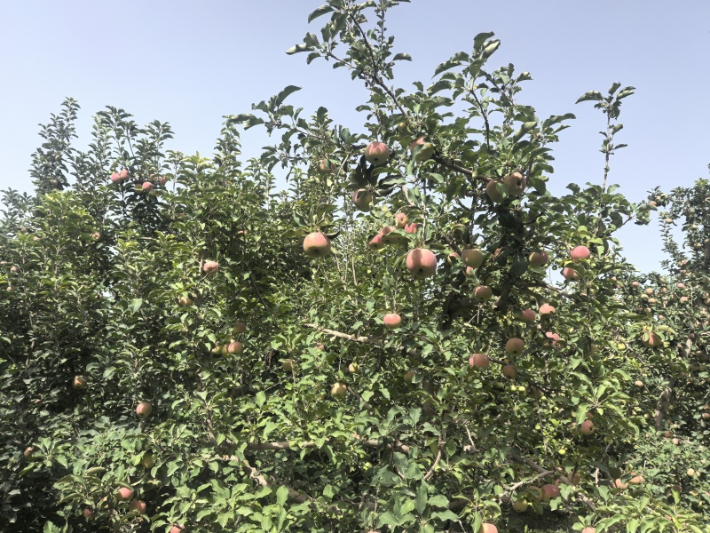 阿克苏樱桃苹果，王林苹果