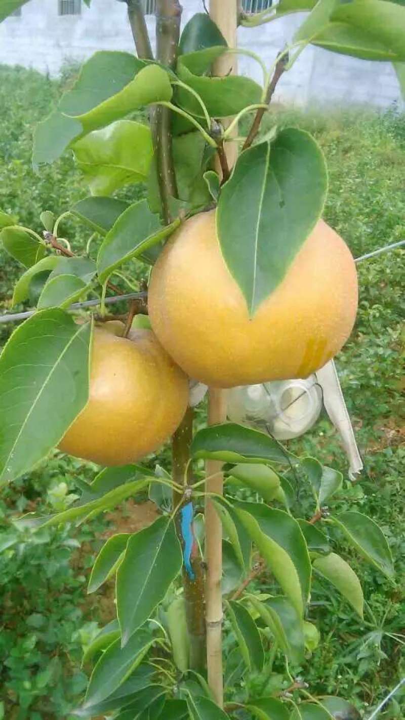 挽秋梨