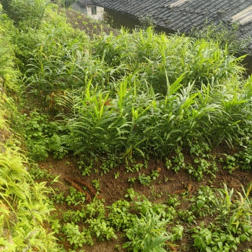 自家种的嫩姜，新鲜刚挖的，大概600斤左右