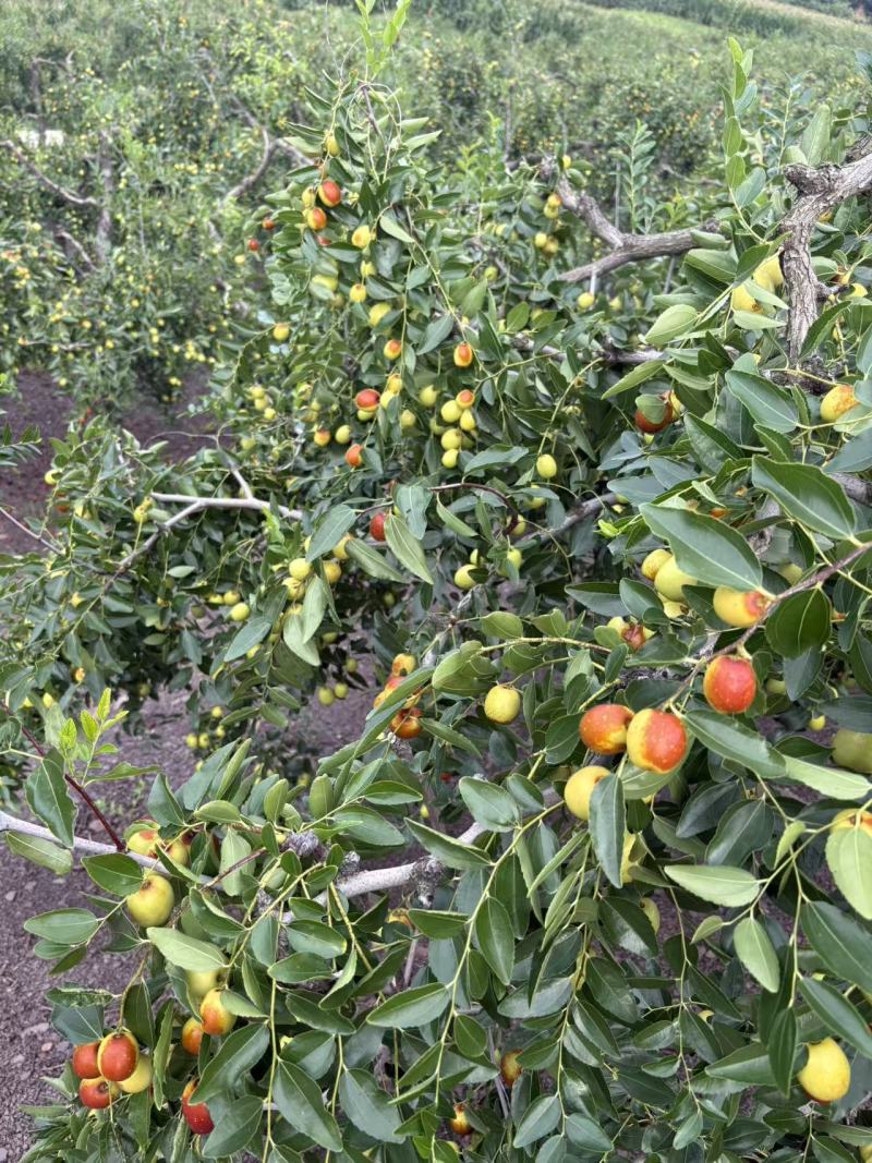古河小枣
