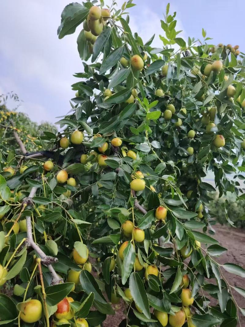 临朐小枣