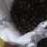 野生金樱子鲜货，海星沙
