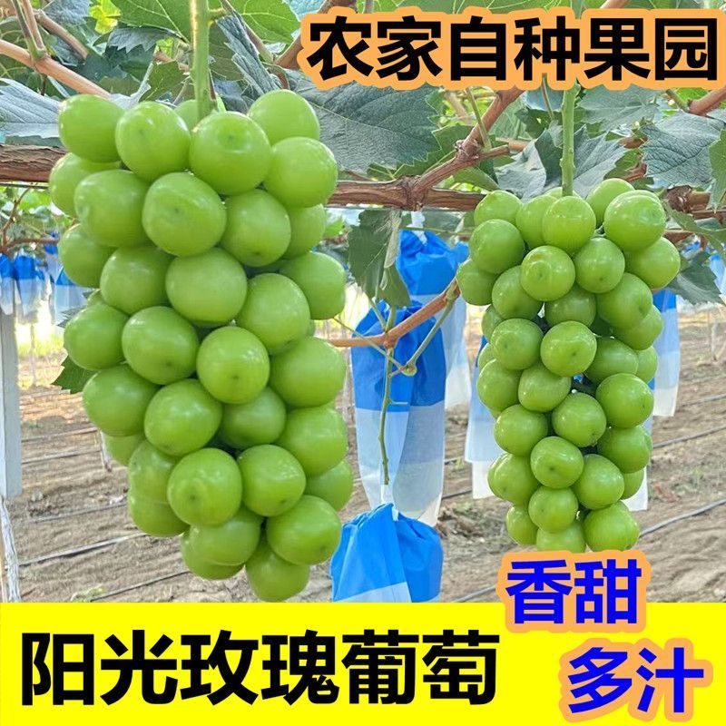 山东阳光玫瑰