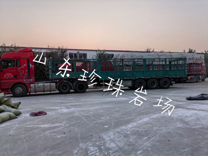 珍珠岩