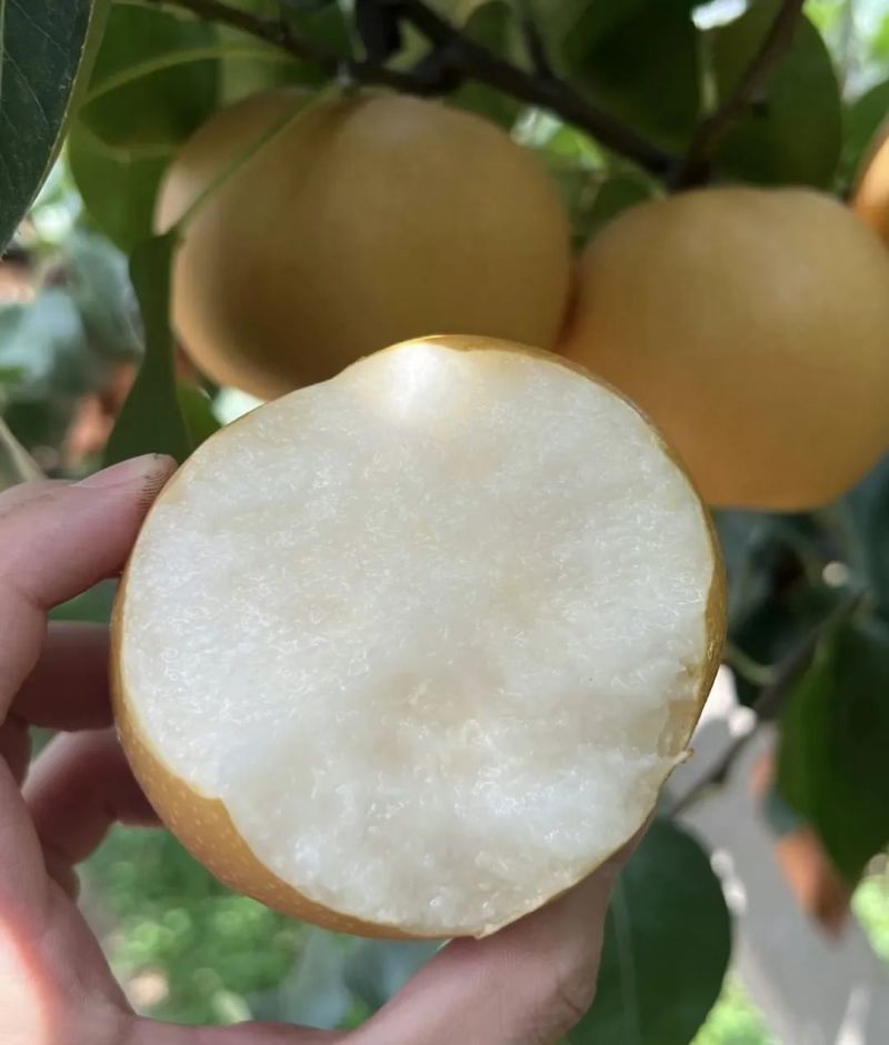 秋月梨