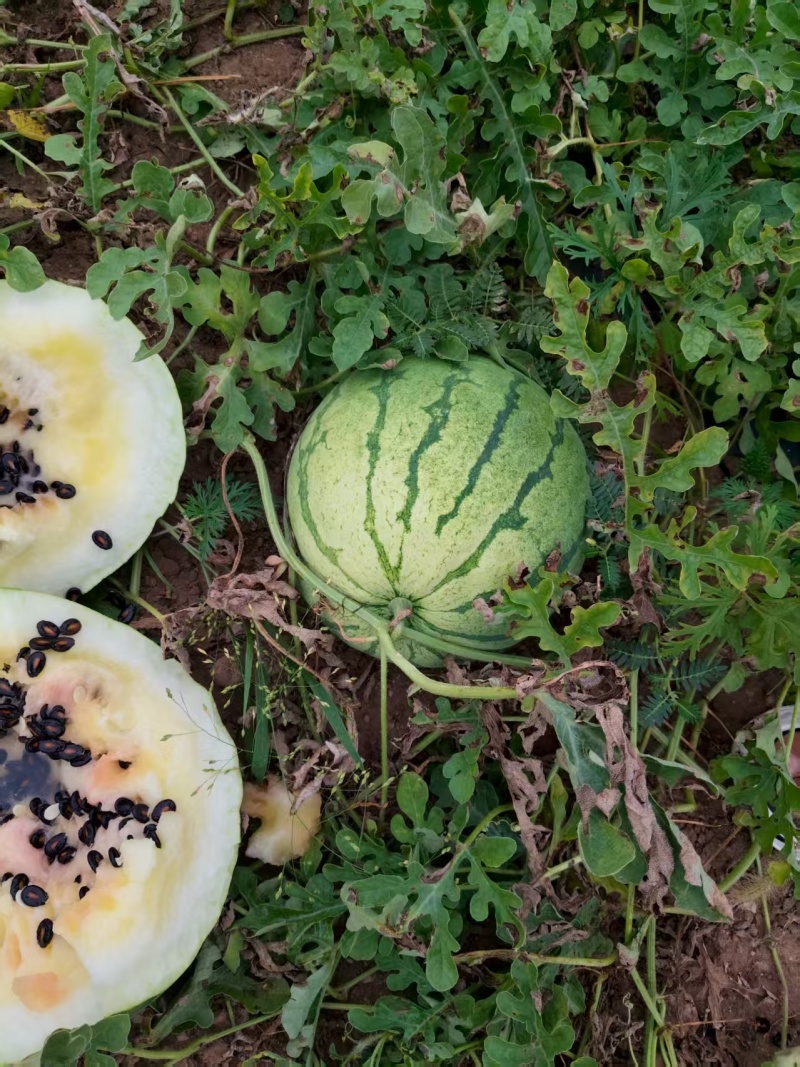 黄瓤打瓜