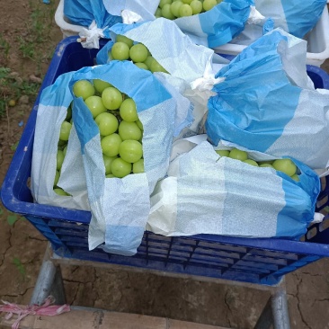 找采购葡葡的厂家来基地来采摘葡萄