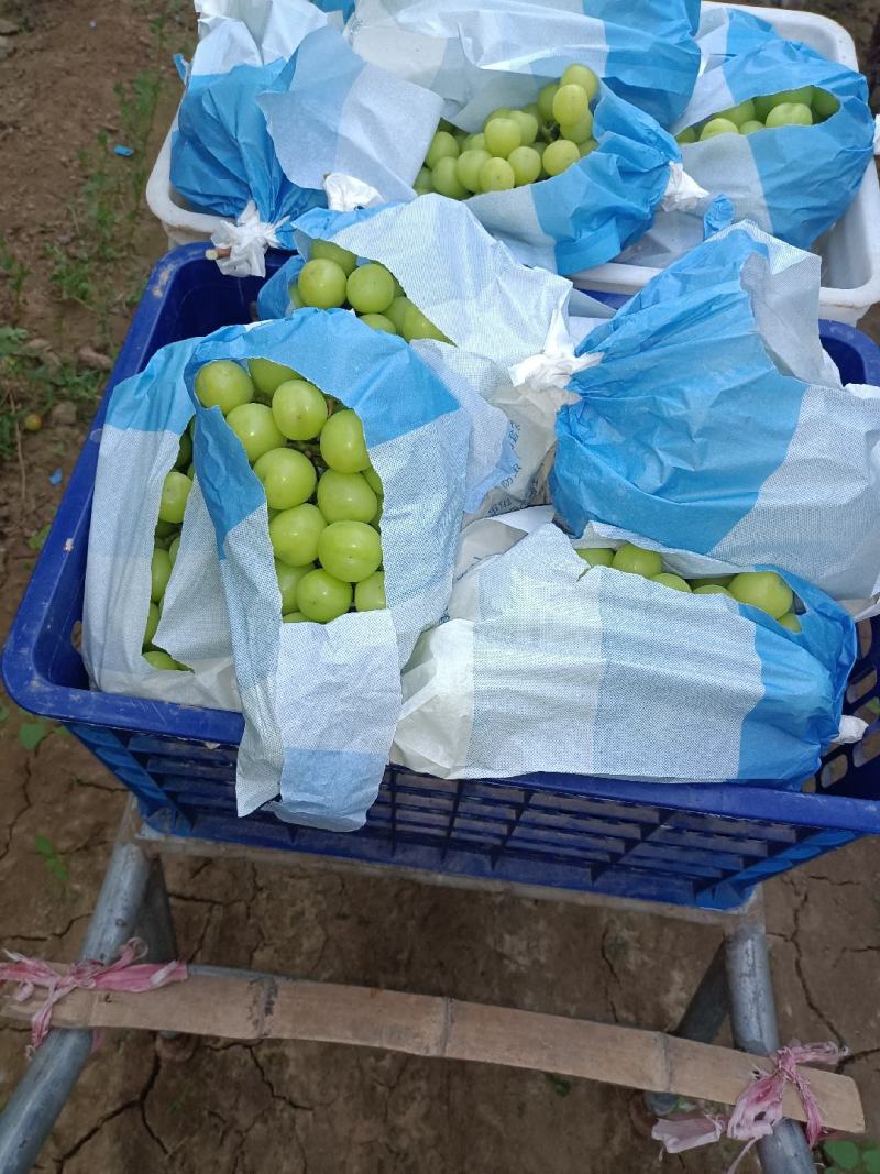 找采购葡葡的厂家来基地来采摘葡萄