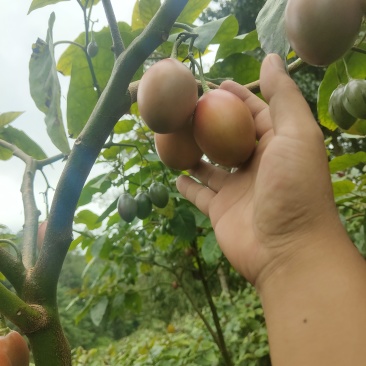 大村番茄