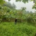 大村番茄