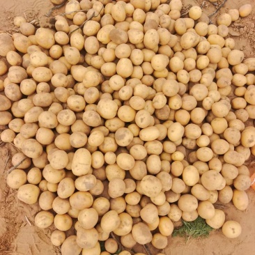 大西洋，小豆豆，