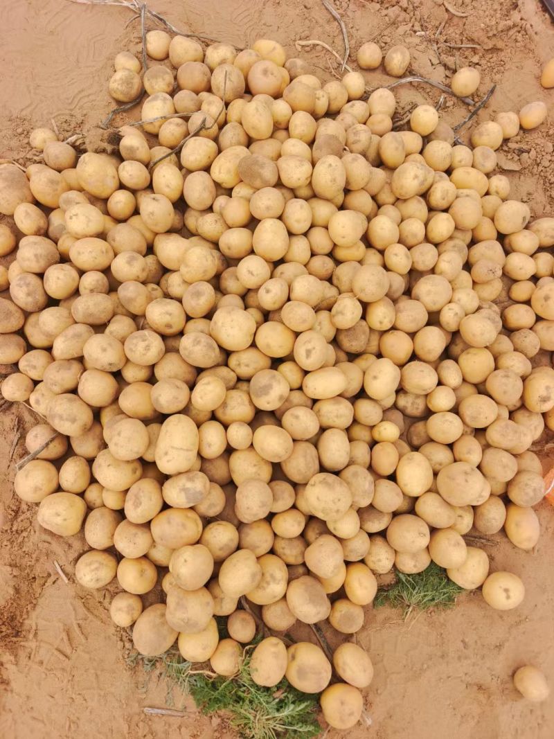 大西洋，小豆豆，