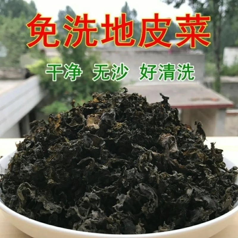 地皮菜免洗非免洗地达菜地软