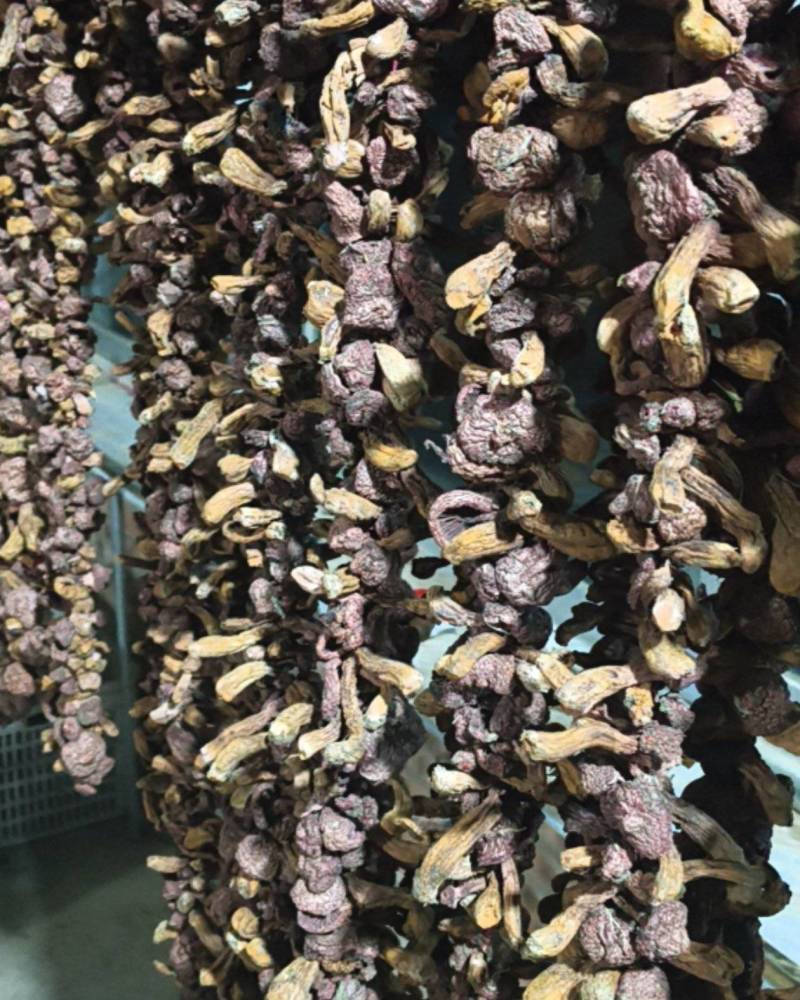 内蒙古赤峰市，肉磨，红蘑，松树伞，松蘑烤干，风干，焯水，