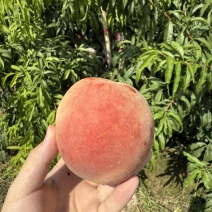 山西毛桃红不软脆甜蜜桃大个