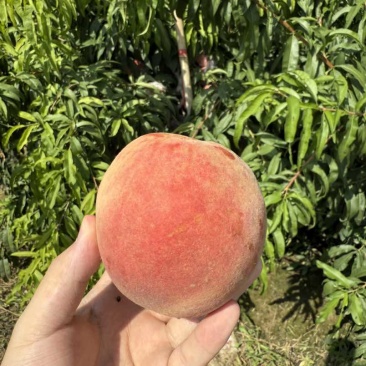 山西毛桃红不软脆甜蜜桃大个