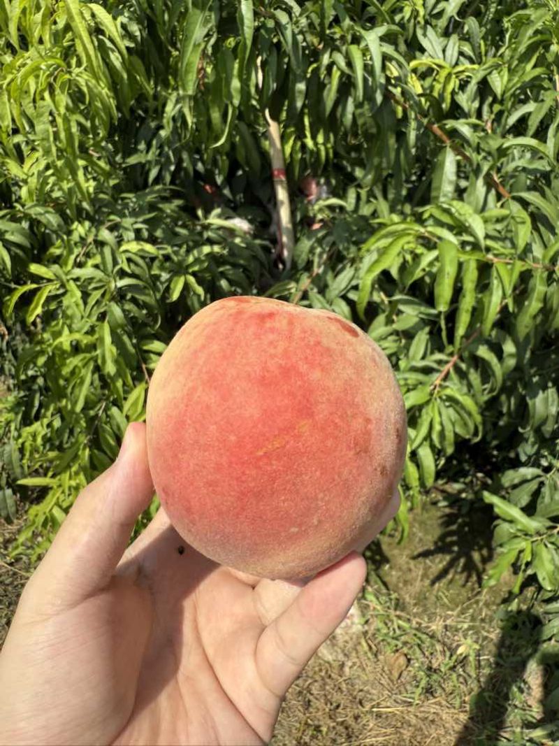 山西毛桃红不软脆甜蜜桃大个